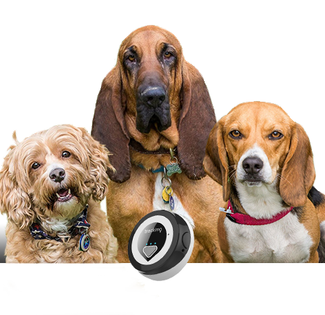 Trackimo pet tracker best sale
